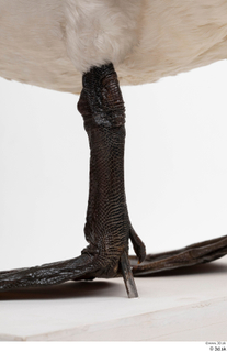 Mute swan leg 0016.jpg